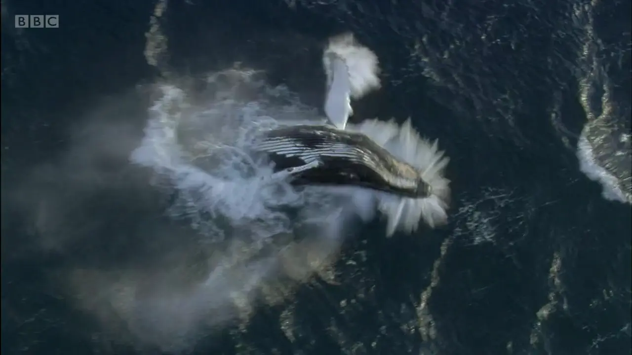 Humpback whale (Megaptera novaeangliae) as shown in Frozen Planet - To the Ends of the Earth